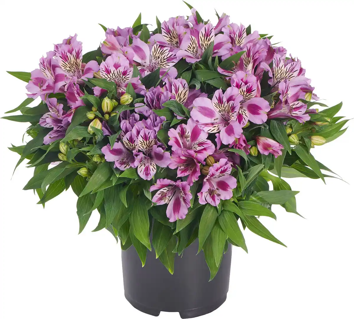 Bild 1 von Alstromeria Inkalilie in Sorten 20 - 30 cm 5 L Container