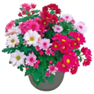 Chrysantheme