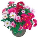 Bild 1 von Chrysantheme