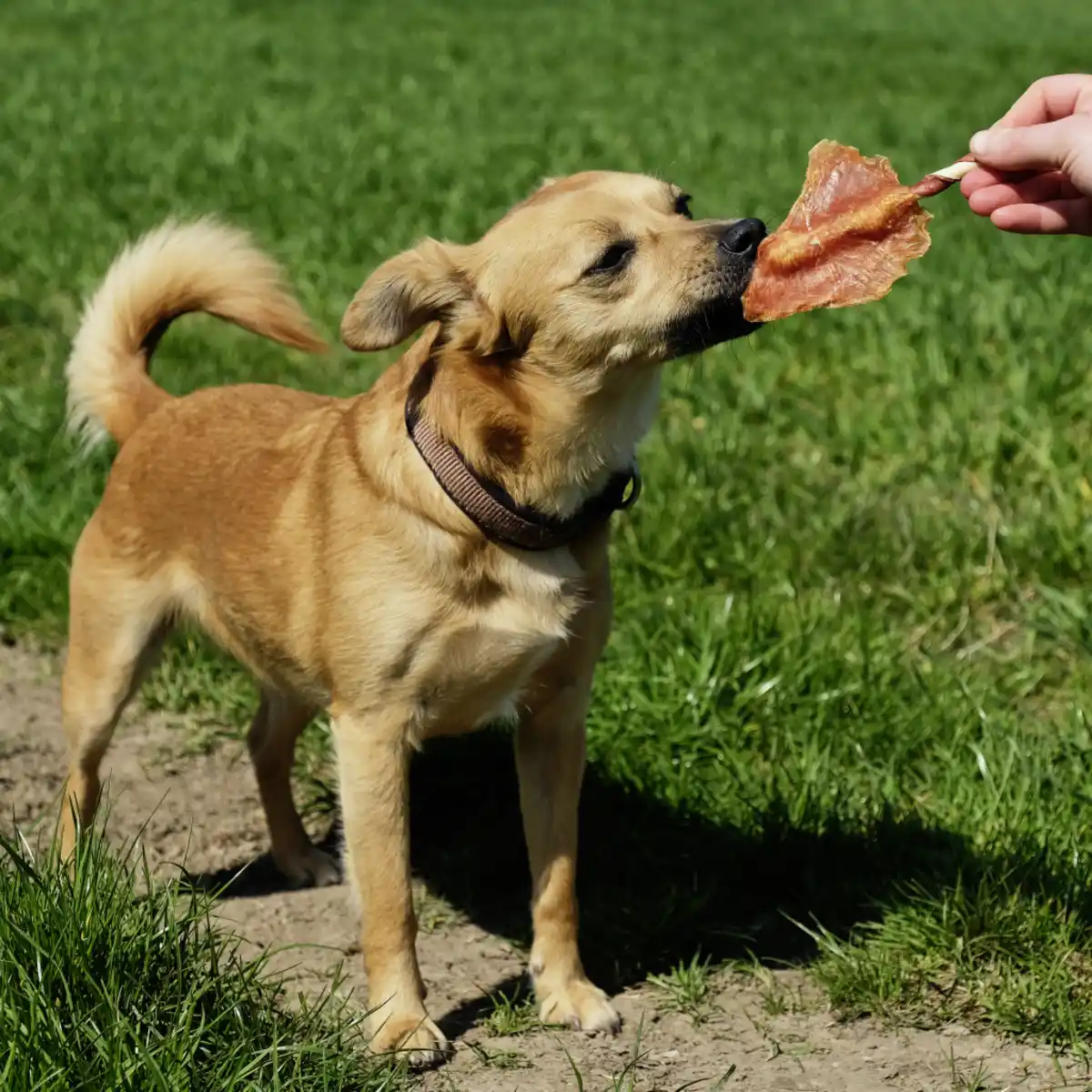 Bild 2 von 8in1 Triple Flavour köstliche Kauwings, 113 g