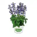 Bild 2 von Salvia "Salgoon Lake"