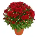 Bild 2 von Garten-Chrysantheme