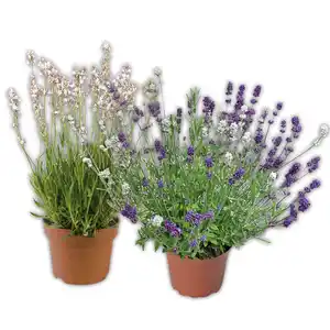Lavendel "Duo" / Rosea