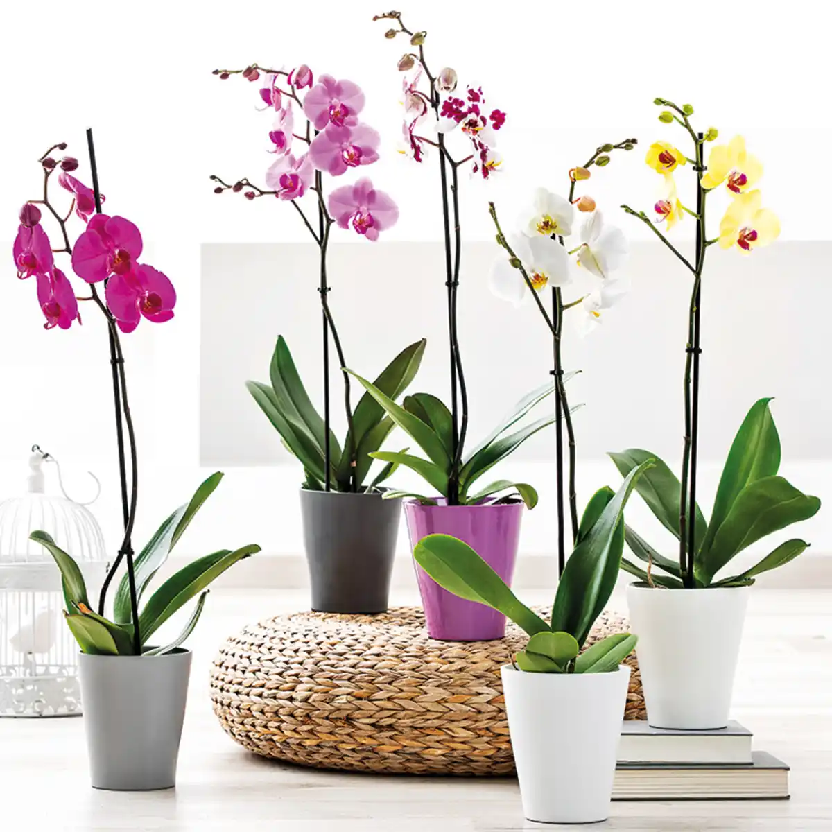 Bild 1 von Orchidee Phalaenopsis
