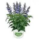 Bild 3 von Salvia "Salgoon Lake"