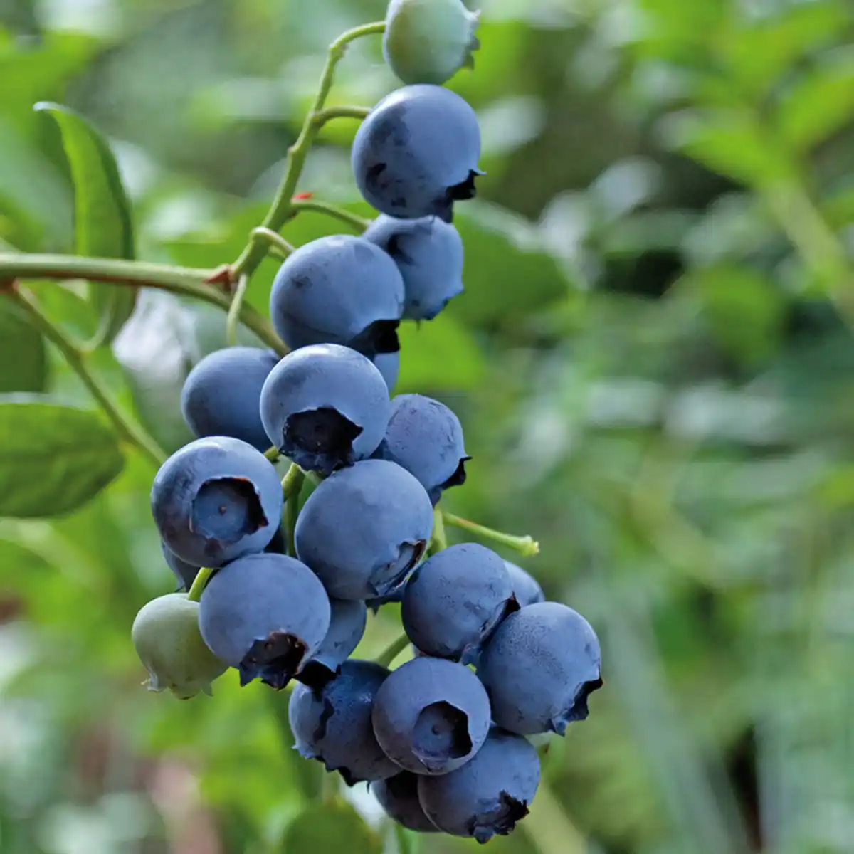 Bild 2 von Naturheidelbeere