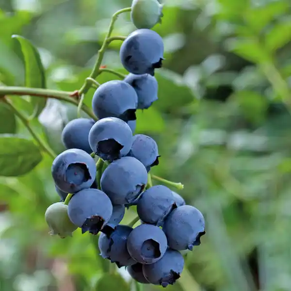 Bild 2 von Naturheidelbeere