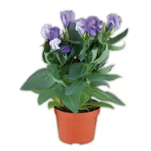Eustoma