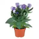 Bild 1 von Eustoma
