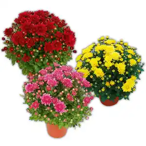Garten-Chrysantheme