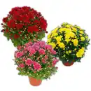 Bild 1 von Garten-Chrysantheme