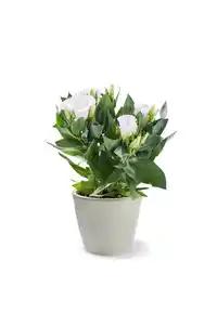 Blühpflanzen