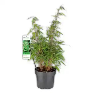 Gartenbambus "Fargesia Rufa"
