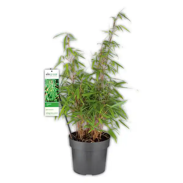 Bild 1 von Gartenbambus "Fargesia Rufa"
