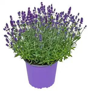 Gartenpflanzen XL