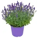 Bild 1 von Gartenpflanzen XL