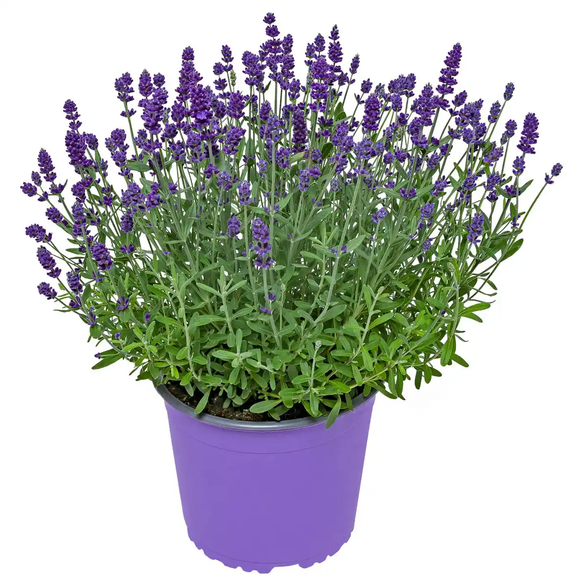 Bild 1 von Gartenpflanzen XL