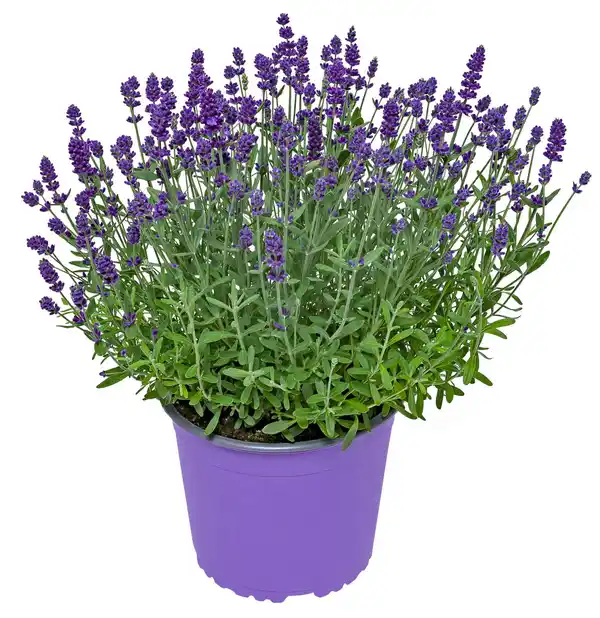 Bild 1 von Gartenpflanzen XL