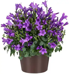 Glockenblume