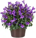 Bild 1 von Glockenblume