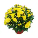 Bild 3 von Garten-Chrysantheme