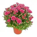Bild 4 von Garten-Chrysantheme