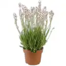 Bild 2 von Lavendel "Duo" / Rosea