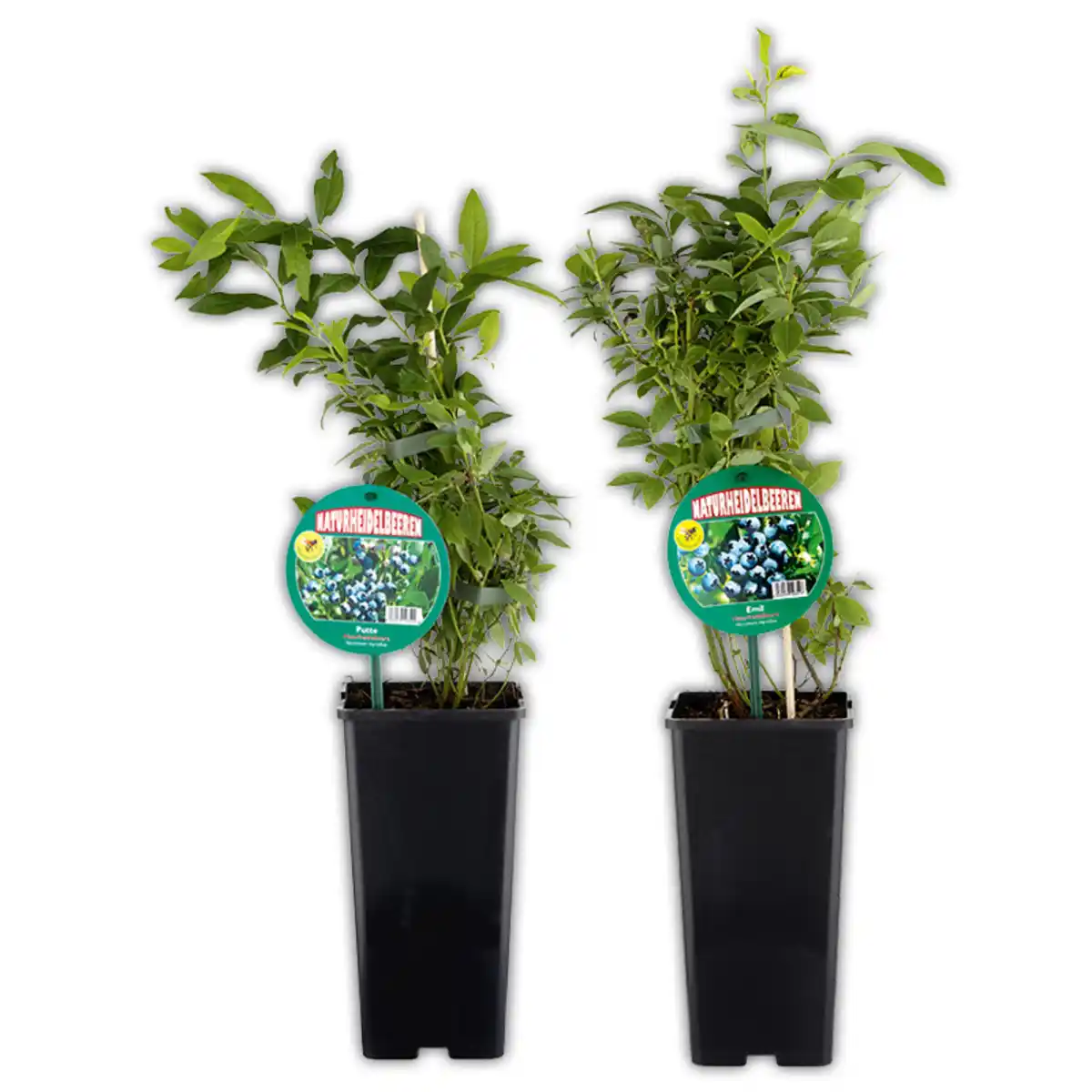 Bild 1 von Naturheidelbeere