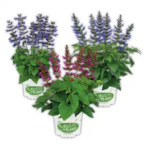 Salvia "Salgoon Lake"