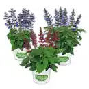 Bild 1 von Salvia "Salgoon Lake"