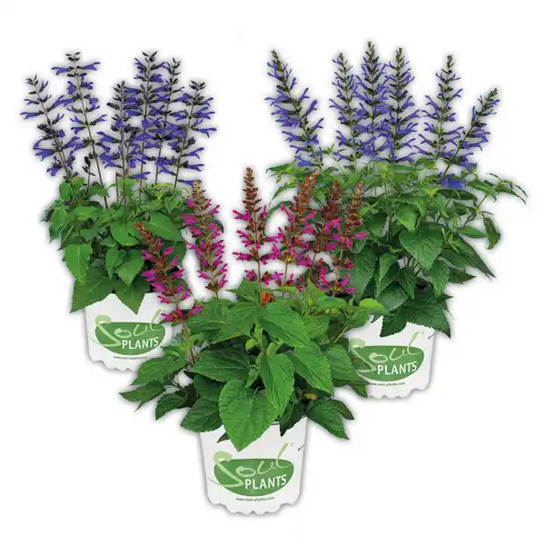 Bild 1 von Salvia "Salgoon Lake"