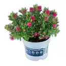Bild 3 von Veronika Hebe "All Blooms"