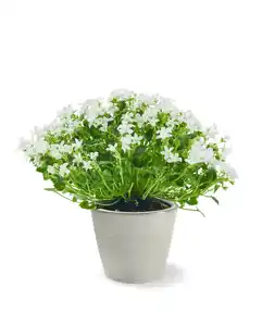 Glockenblume