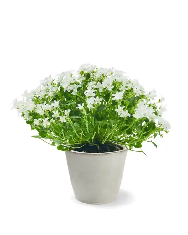 Bild 1 von Glockenblume