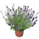 Bild 3 von Lavendel "Duo" / Rosea