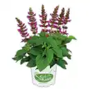 Bild 4 von Salvia "Salgoon Lake"