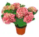 Bild 1 von Gartenhortensie*