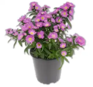 Glattblatt-Aster*