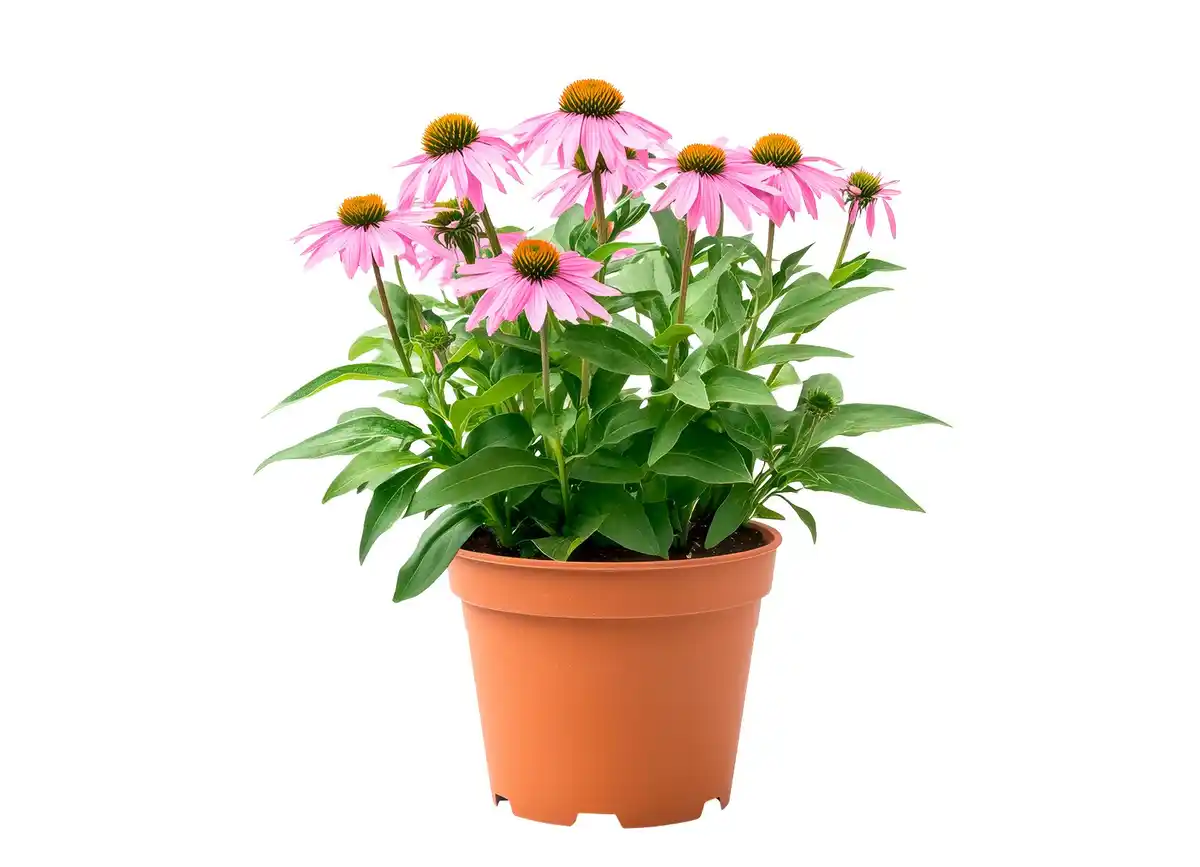 Bild 1 von Echinacea versch. Farben