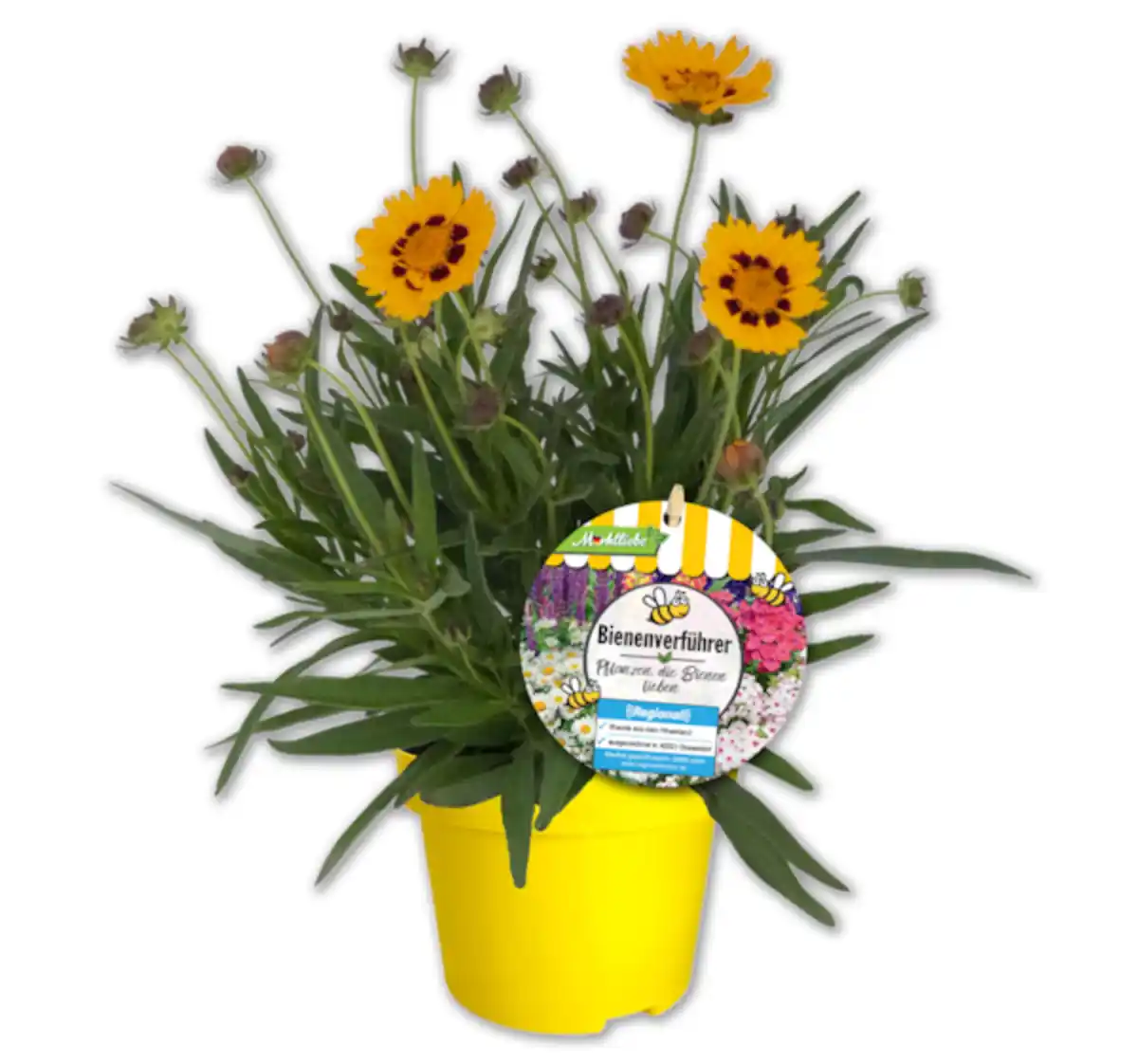 Bild 1 von Bienenstaude*