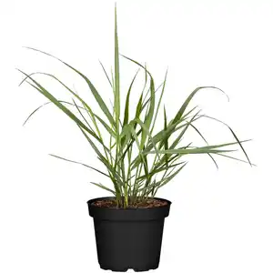 toom Gräser verschiedene Sorten 11 cm Topf