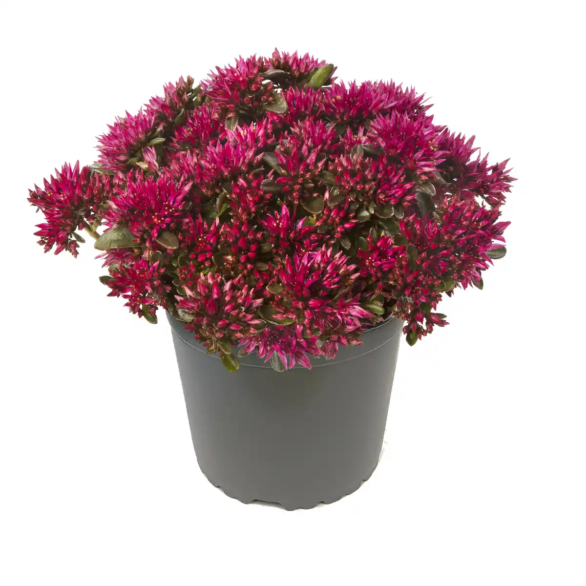 Bild 1 von Fettblatt Spot On® 'Deep Rose' 13 cm Topf