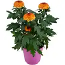 Bild 1 von Chrysantheme 'Flowerpops' verschiedene Farben 12 cm Topf