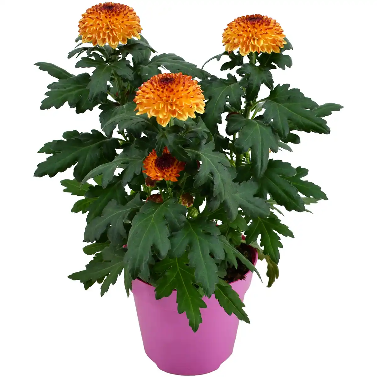 Bild 1 von Chrysantheme 'Flowerpops' verschiedene Farben 12 cm Topf
