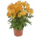 Bild 1 von Multiflora-Chrysantheme 12 cm Topf