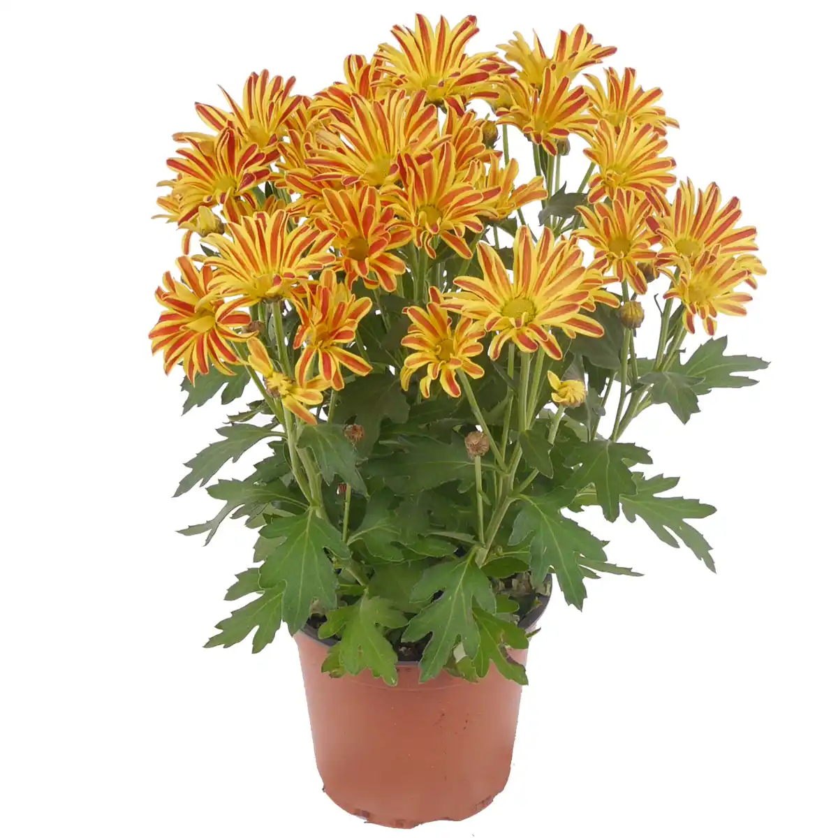 Bild 1 von Multiflora-Chrysantheme 12 cm Topf