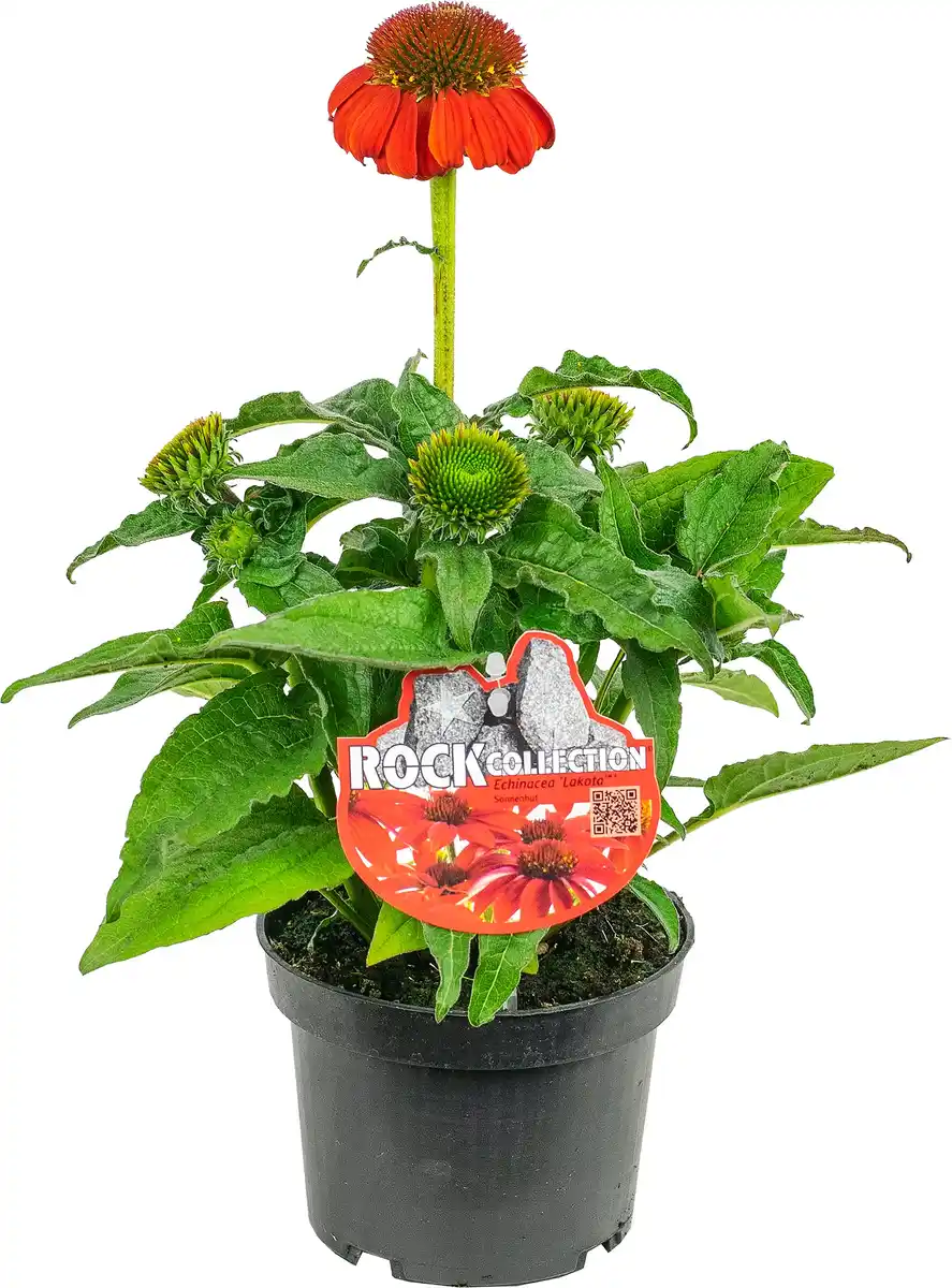 Bild 1 von Sonnenhut Echinacea purpurea LaKota 13 cm Topf