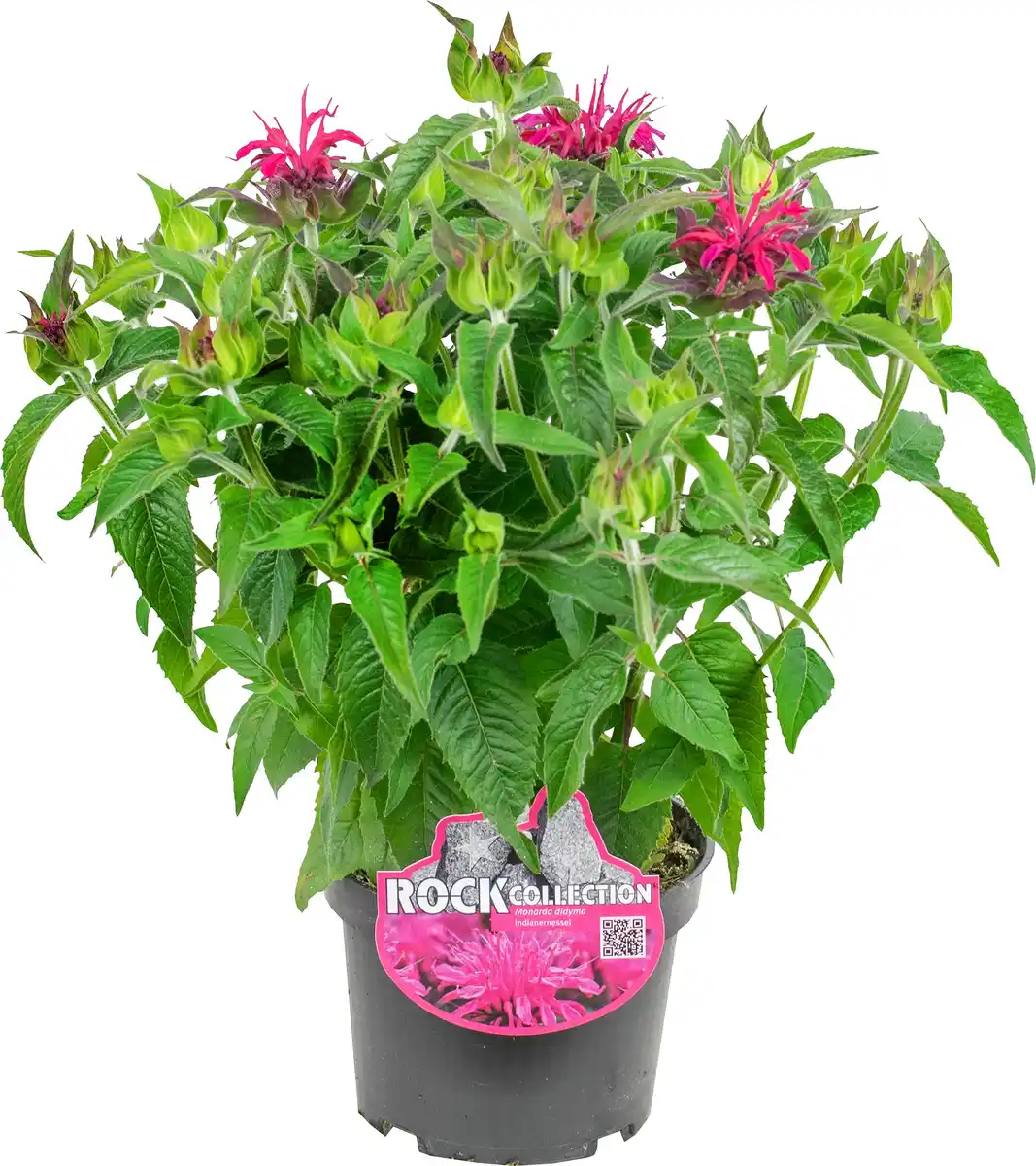Bild 1 von Indianernessel Monarda didy. Balmy 13 cm Topf