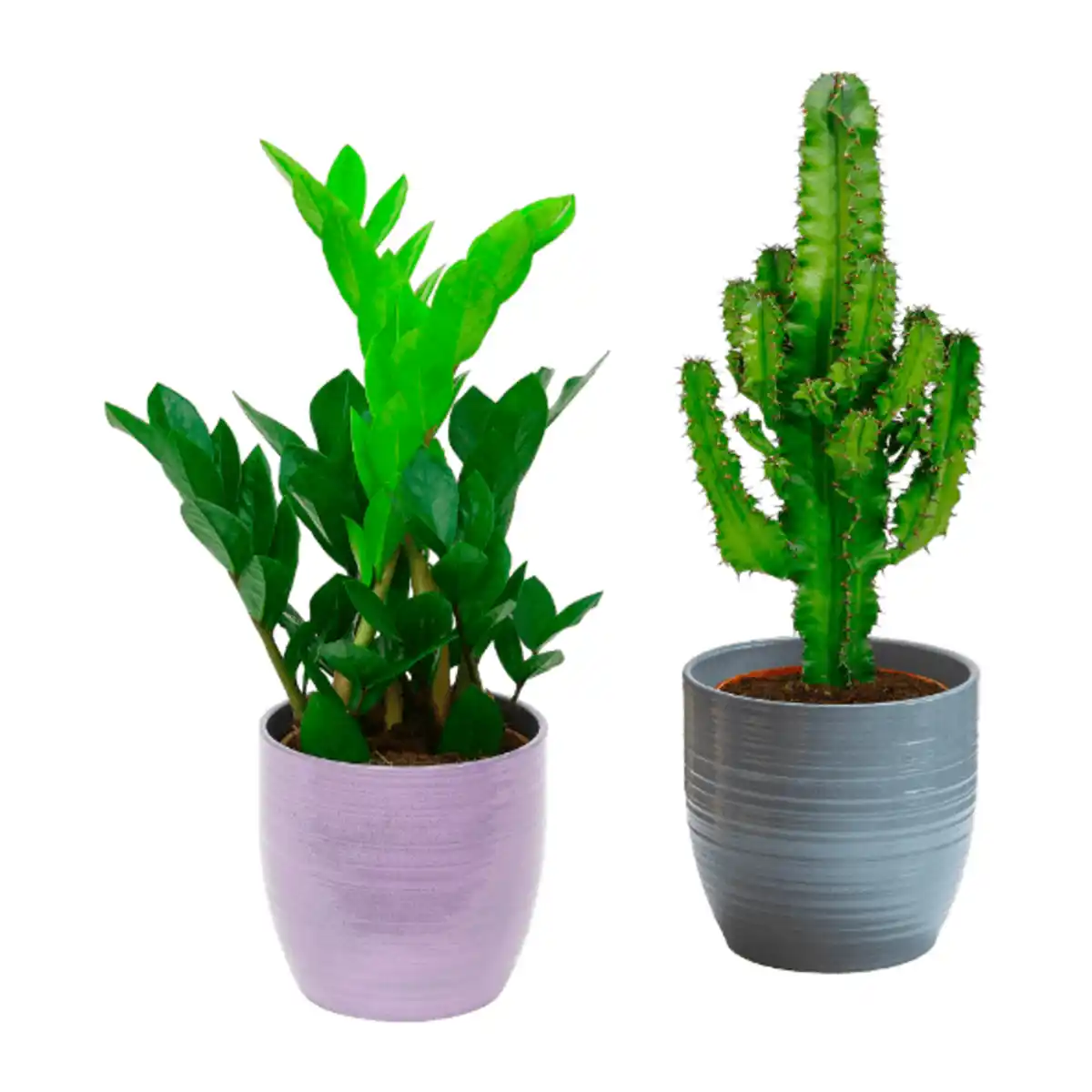 Bild 1 von GARDENLINE Grünpflanzenzauber