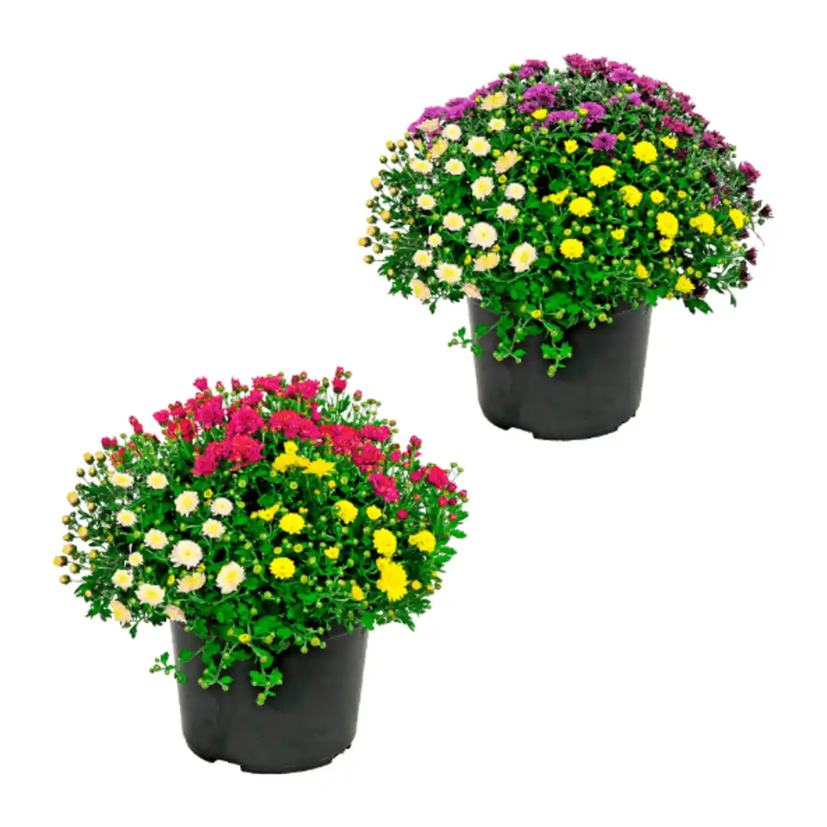 Bild 1 von GARDENLINE Chrysanthemenbüsche-Trio